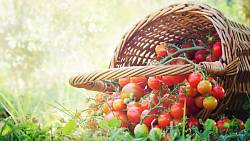 Šest osvědčených tipů, jak zvýraznit chuť vašich pěstovaných rajčat