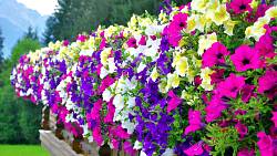 Petúnie a péče o ně ve vegetačním období - vyčištění odkvetlých květů se vám vyplatí v podobě bujných květů