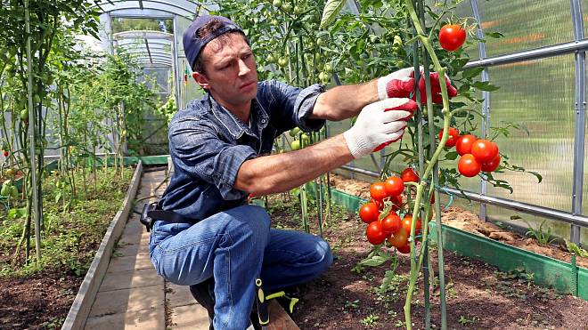 4 tipy, jak a kdy sázet rajčata do skleníku