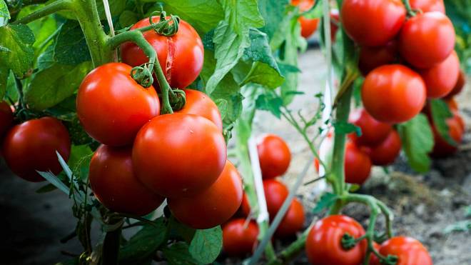 Držte se těchto pěti zásad a vypěstujte nejlepší rajčata široko daleko
