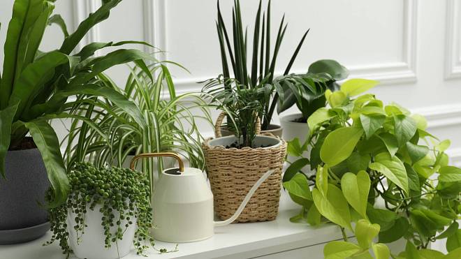 Řešit problémy s vedry již nemusíte: Pomohou vám pokojové rostliny