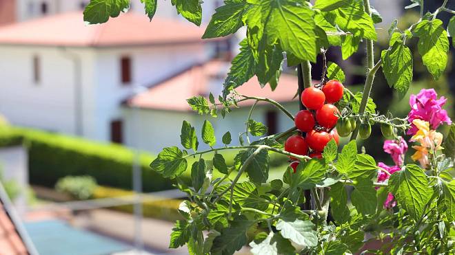 Pěstování rajčat na balkoně – zaručené tipy a triky pro velkou úrodu