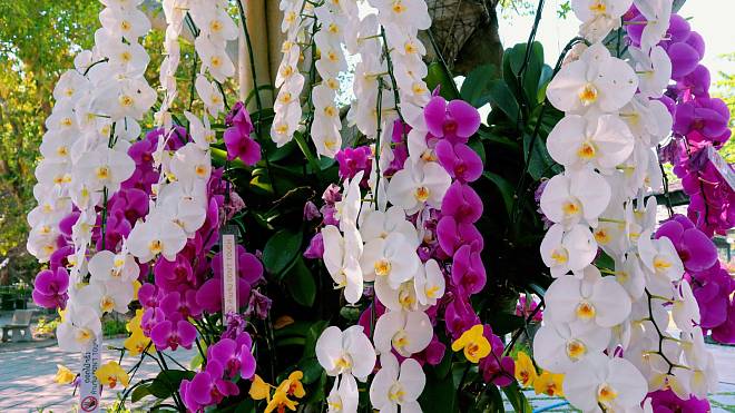 Čeho se vyvarovat, když se pustíte do pěstování orchidejí